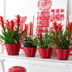 Bromeliad virágzás, hogyan lehet otthoni gondozást virágzás után