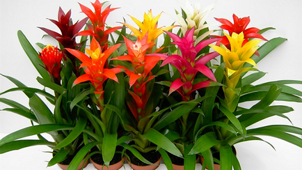 Bromeliad virágzás, hogyan lehet otthoni gondozást virágzás után