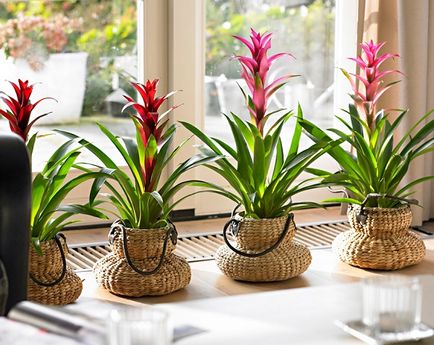 Bromeliad virágzás, hogyan lehet otthoni gondozást virágzás után