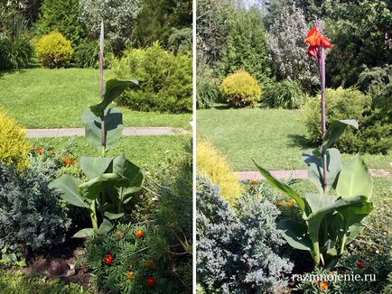 Canna de flori - crescând în plantarea și îngrijirea grădinii, depozitarea și reproducerea în timpul iernii