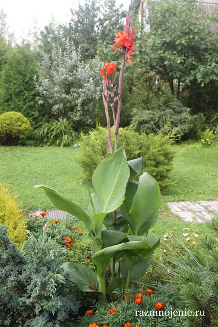 Кана цвете - растат в засаждане в градината и поддръжката, зимна съхранение и възпроизвеждане