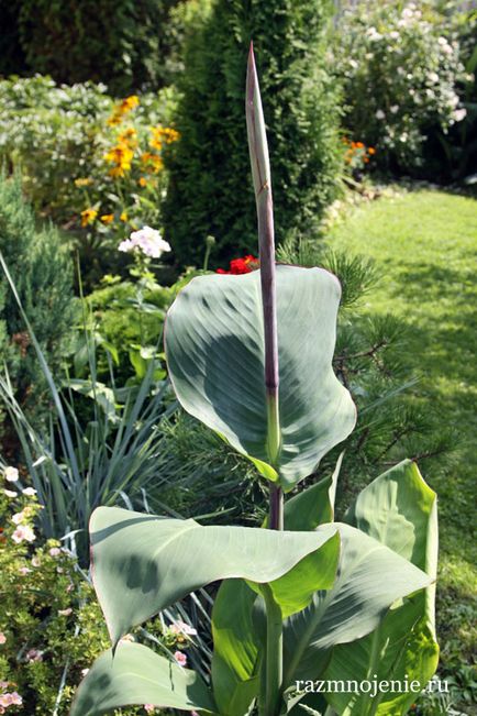 Квітка канна - вирощування в саду посадка і догляд, зберігання взимку і розмноження