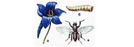 Delphinium - plantarea și îngrijirea regelui de grădină cu flori