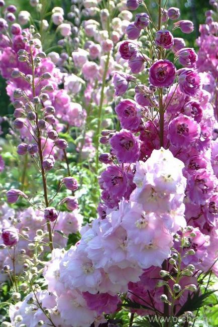 Delphinium reproducere, plantare și îngrijire