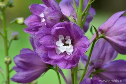 Delphinium reproducere, plantare și îngrijire