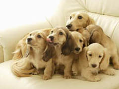 Canapele pentru câini - paturi pentru animale de companie - îngrijire pentru animalele de companie preferate