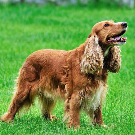 Instruirea și instruirea limbii engleze Cocker Spaniel