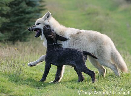 kutya Barátság farkas - egy portál kutyatulajdonosok és a kutya szerelmeseinek