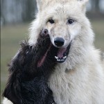 Дружба собаки і вовка - портал для собаківників і любителів собак