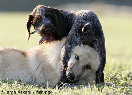Prietenia unui câine și a unui lup este un portal pentru crescătorii de câini și iubitorii de câini.