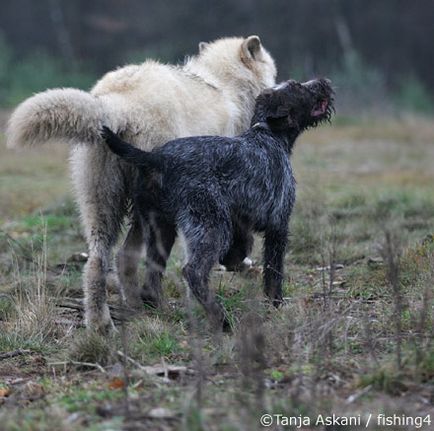 Prietenia unui câine și a unui lup este un portal pentru crescătorii de câini și iubitorii de câini