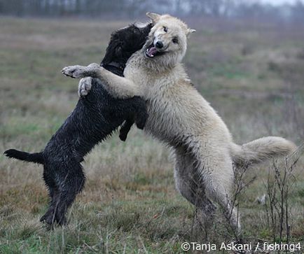Дружба собаки і вовка - портал для собаківників і любителів собак