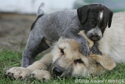 Дружба вовка і собаки