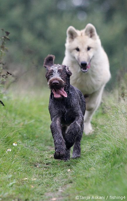 Prietenia unui lup și a unui câine