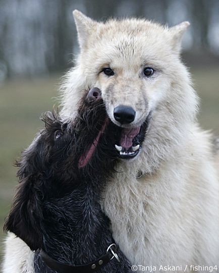 farkas és a kutya barátsága