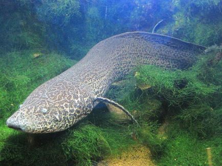 Lungfish reprezentanți, exemple, fotografii