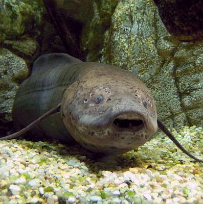 Lungfish reprezentanți, exemple, fotografii