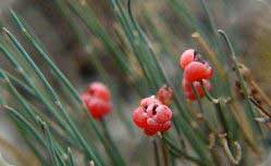 Ephedra horsetail proprietati utile si de aplicare