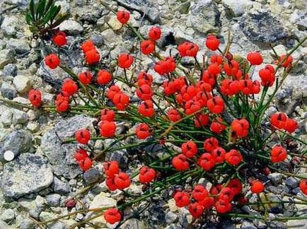 Ephedra horsetail proprietati utile si de aplicare