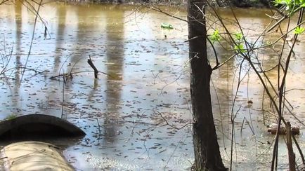 Екологічні проблеми волги (водні) шляхи вирішення