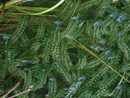 Waterweed fotók és fajok, tenyésztési és gondozása növények