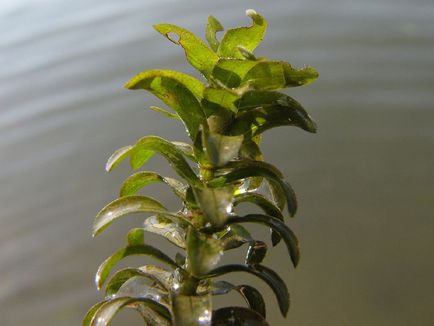 Elodea fotografie și specie, reproducerea și îngrijirea plantei