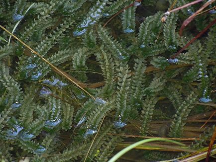 Waterweed fotók és fajok, tenyésztési és gondozása növények