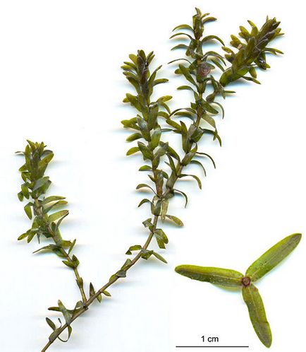 Елодея - шкідливе водна рослина сем-ва водокрасових