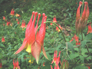 Plant Енциклопедия Aquilegia (кандилка)