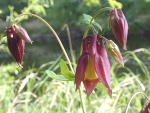 Plant Енциклопедия Aquilegia (кандилка)