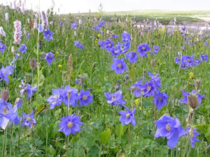 Növény enciklopédia aquilegia (harangláb)