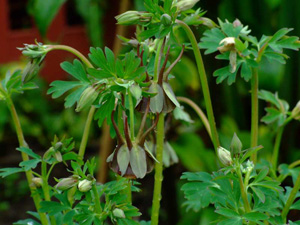 Plant Енциклопедия Aquilegia (кандилка)