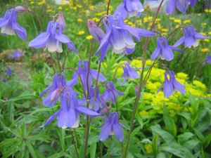 Növény enciklopédia aquilegia (harangláb)