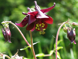 Plant Енциклопедия Aquilegia (кандилка)