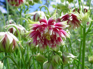 Plant Енциклопедия Aquilegia (кандилка)