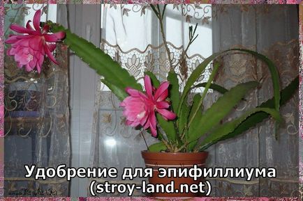 Epiphyllum - îngrijire la domiciliu