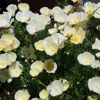 Eschscholzia vagy kaliforniai mák - a világ színes - helyszínen mintegy szobanövények és kerti virágok