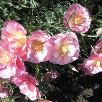 Eschscholzia vagy kaliforniai mák - a világ színes - helyszínen mintegy szobanövények és kerti virágok