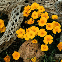 Eschsolcia sau macul californian - lumea în floare - site despre plantele de interior și florile de grădină