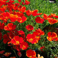 Ешшольція або каліфорнійський мак - світ в кольорі - сайт про кімнатні рослини і садових кольорах