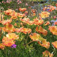Ешшольція або каліфорнійський мак - світ в кольорі - сайт про кімнатні рослини і садових кольорах