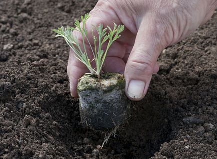 Eschscholzia növekvő tőzeggolyók