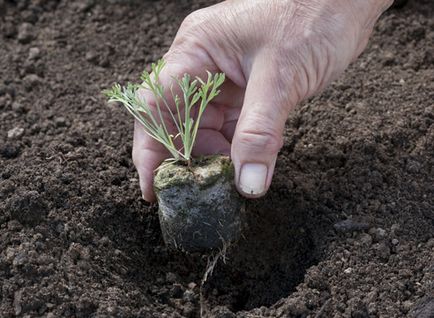 Cultivarea Eschsolcia în comprimate de turbă