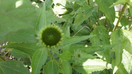 Echinacea purpurea nő a kertben, és szépségápolás