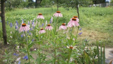 Echinacea purpuriu în creștere în grădină pentru frumusețe și tratament