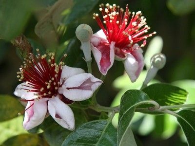 Feijoa - cum să crească pomi fructiferi