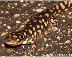 Köszönetet Frog fogyasztják, hogy a kétéltűek esznek rovarokat do tartály, hőmérséklet-vezérlés