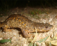 Köszönetet Frog fogyasztják, hogy a kétéltűek esznek rovarokat do tartály, hőmérséklet-vezérlés