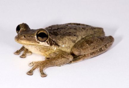 Köszönetet Frog fogyasztják, hogy a kétéltűek esznek rovarokat do tartály, hőmérséklet-vezérlés