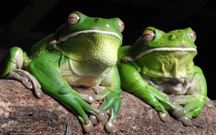 Köszönetet Frog fogyasztják, hogy a kétéltűek esznek rovarokat do tartály, hőmérséklet-vezérlés